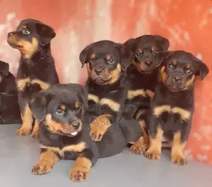 1-3 months Male Purebred Rottweiler