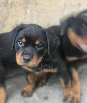 1-3 months Male Purebred Rottweiler