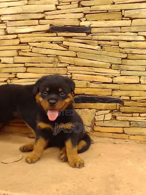 1-3 months Female Purebred Rottweiler