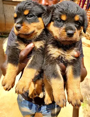 1-3 months Female Purebred Rottweiler
