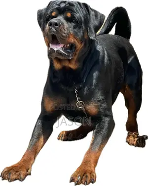 1+ year Male Purebred Rottweiler