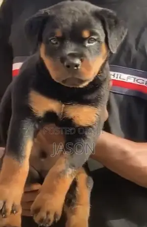1-3 months Male Purebred Rottweiler
