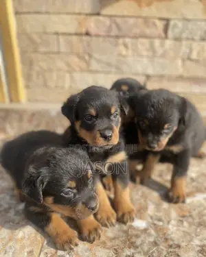 1-3 months Male Purebred Rottweiler