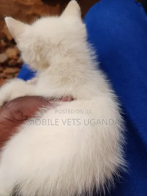 0-1 month Male Purebred LaPerm