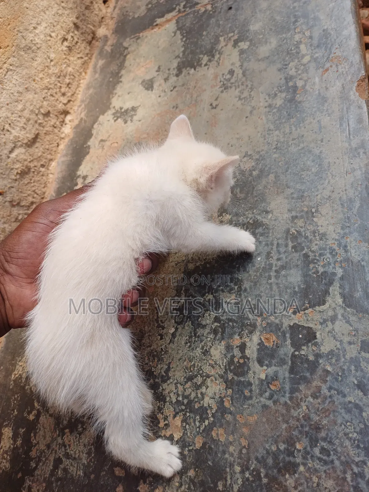 1-3 months Male Purebred Korat