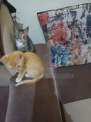 3-6 months Female Purebred American Bobtail