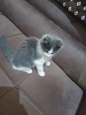 3-6 months Male Purebred American Wirehair