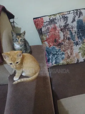 0-1 month Male Purebred Burmese