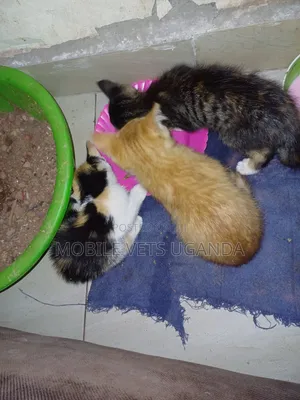 0-1 month Female Purebred Exotic