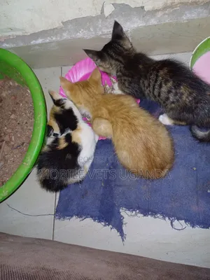 1-3 months Female Purebred American Bobtail
