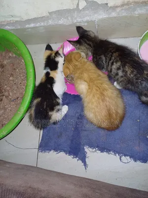 3-6 months Male Purebred Ocicat
