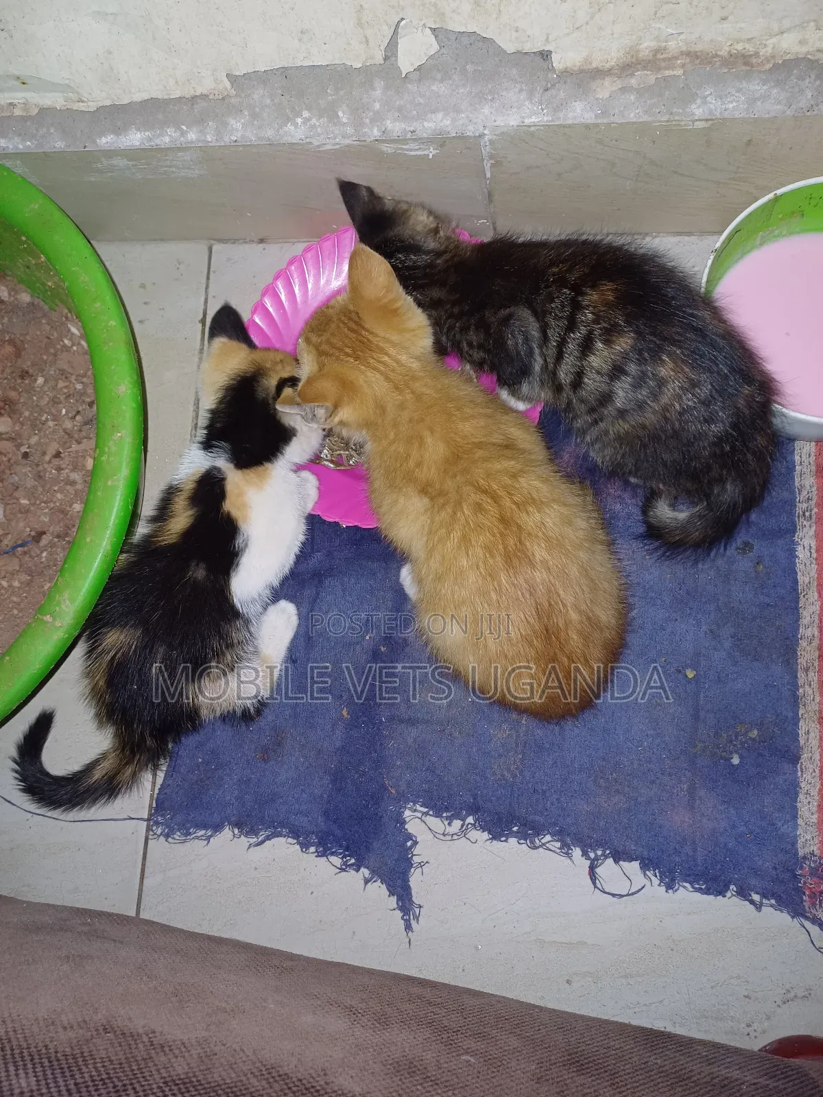 0-1 month Female Purebred Tabby