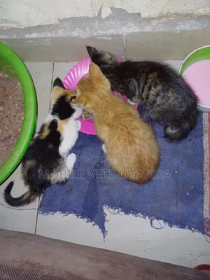 0-1 month Female Purebred Tabby