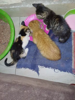 3-6 months Female Purebred Selkirk Rex