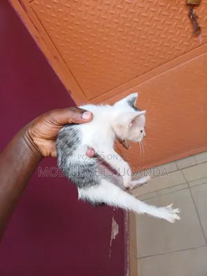 1-3 months Male Purebred Turkish Angora