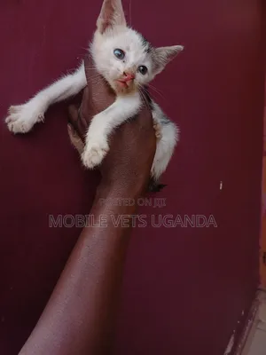 1-3 months Female Purebred Bengal