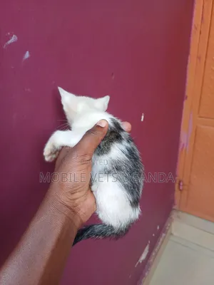 1-3 months Male Purebred Oriental