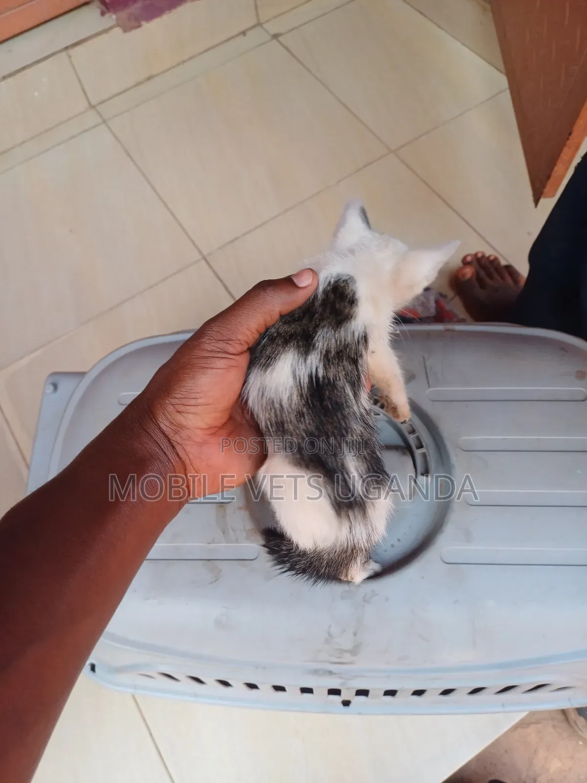 0-1 month Male Purebred Ocicat