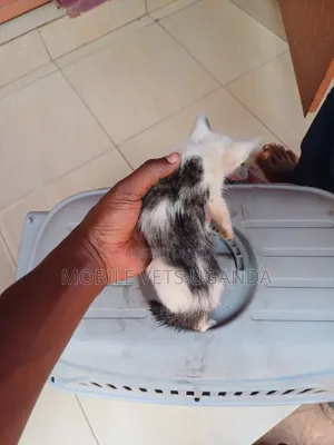 0-1 month Male Purebred Ocicat