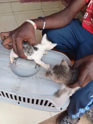 1-3 months Female Purebred Korat