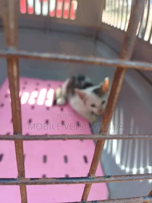 0-1 month Female Purebred Egyptian Mau