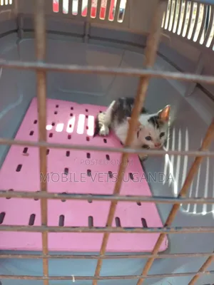 3-6 months Female Purebred British Shorthair