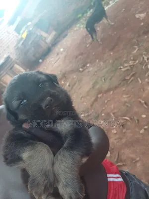 1-3 months Male Purebred German Shepherd