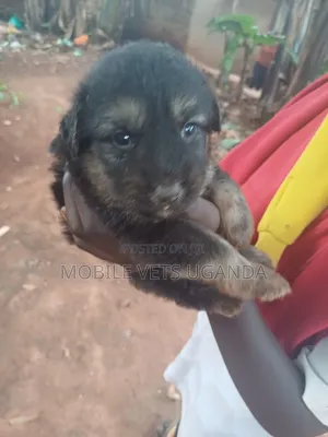 0-1 month Female Purebred German Shepherd