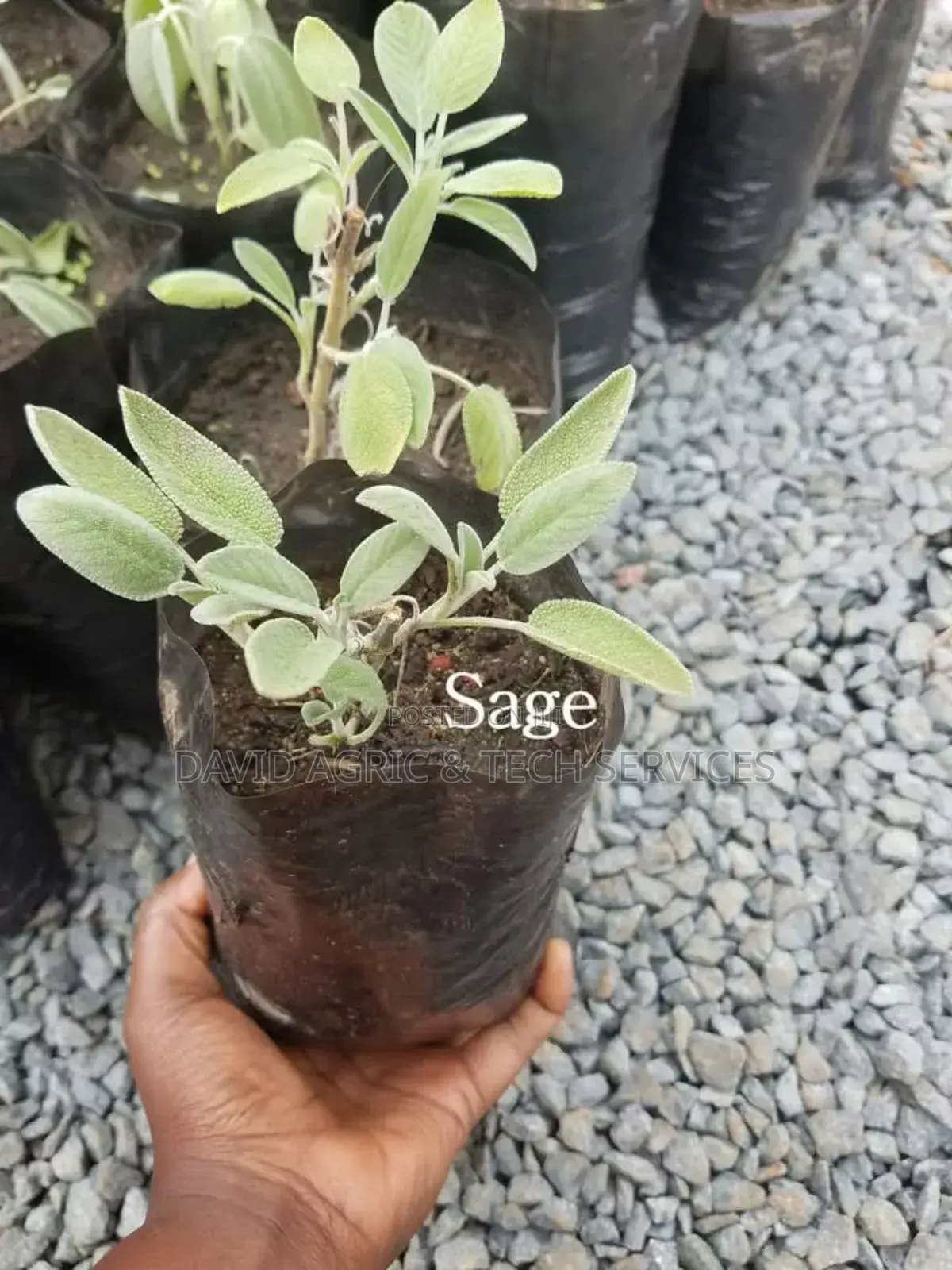 Spices and Herbs Seedlings