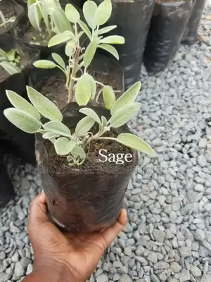 Spices and Herbs Seedlings