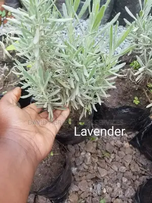 Spices and Herbs Seedlings
