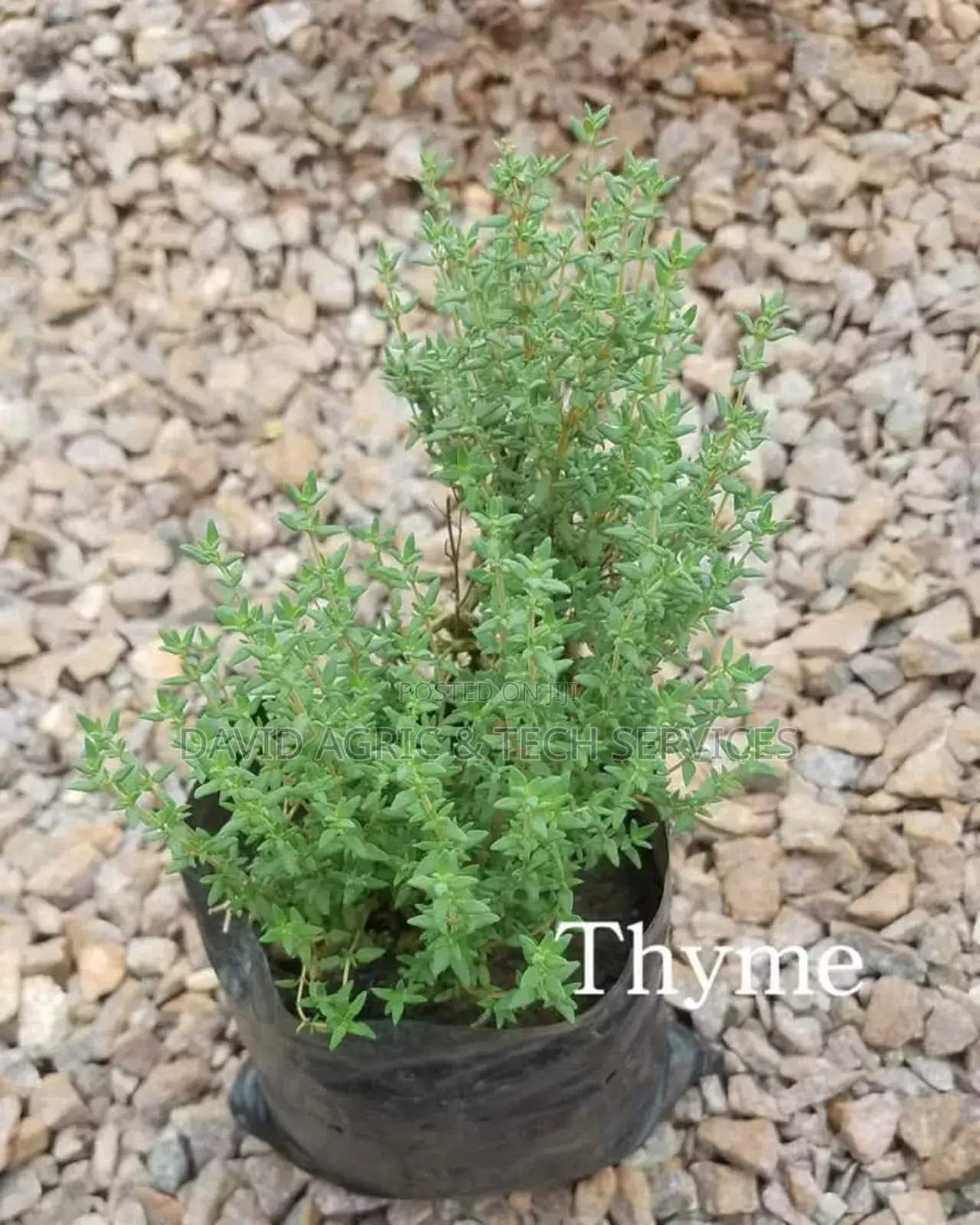 Spices and Herbs Seedlings