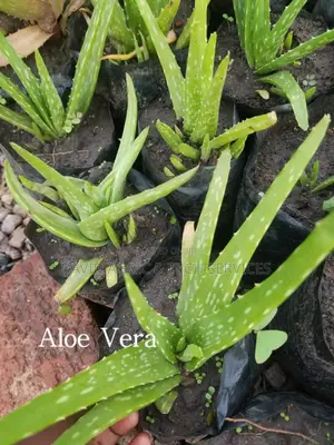 Spices and Herbs Seedlings
