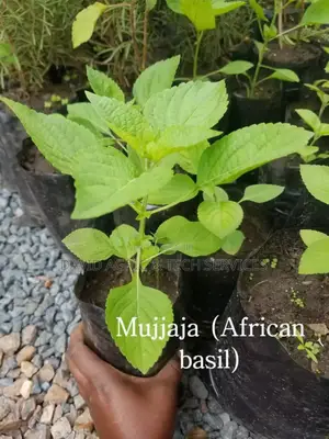Spices and Herbs Seedlings