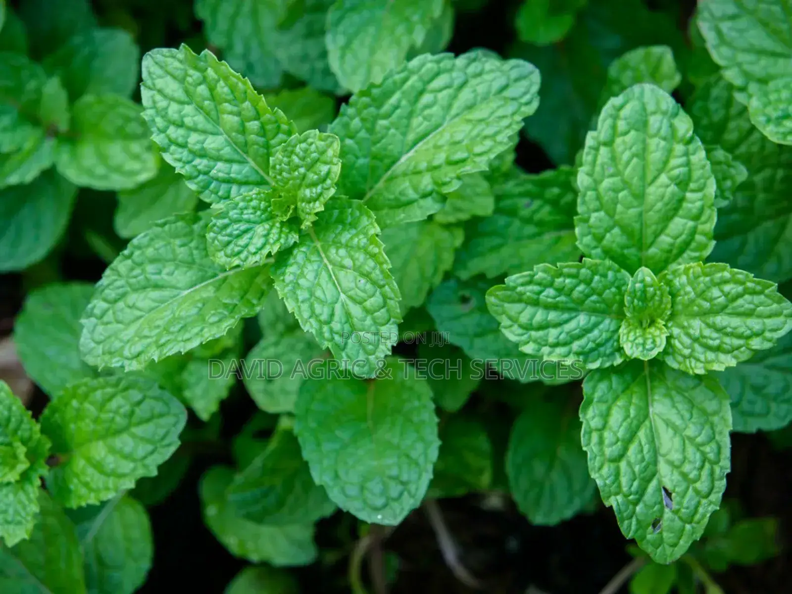 Spices and Herbs Seedlings