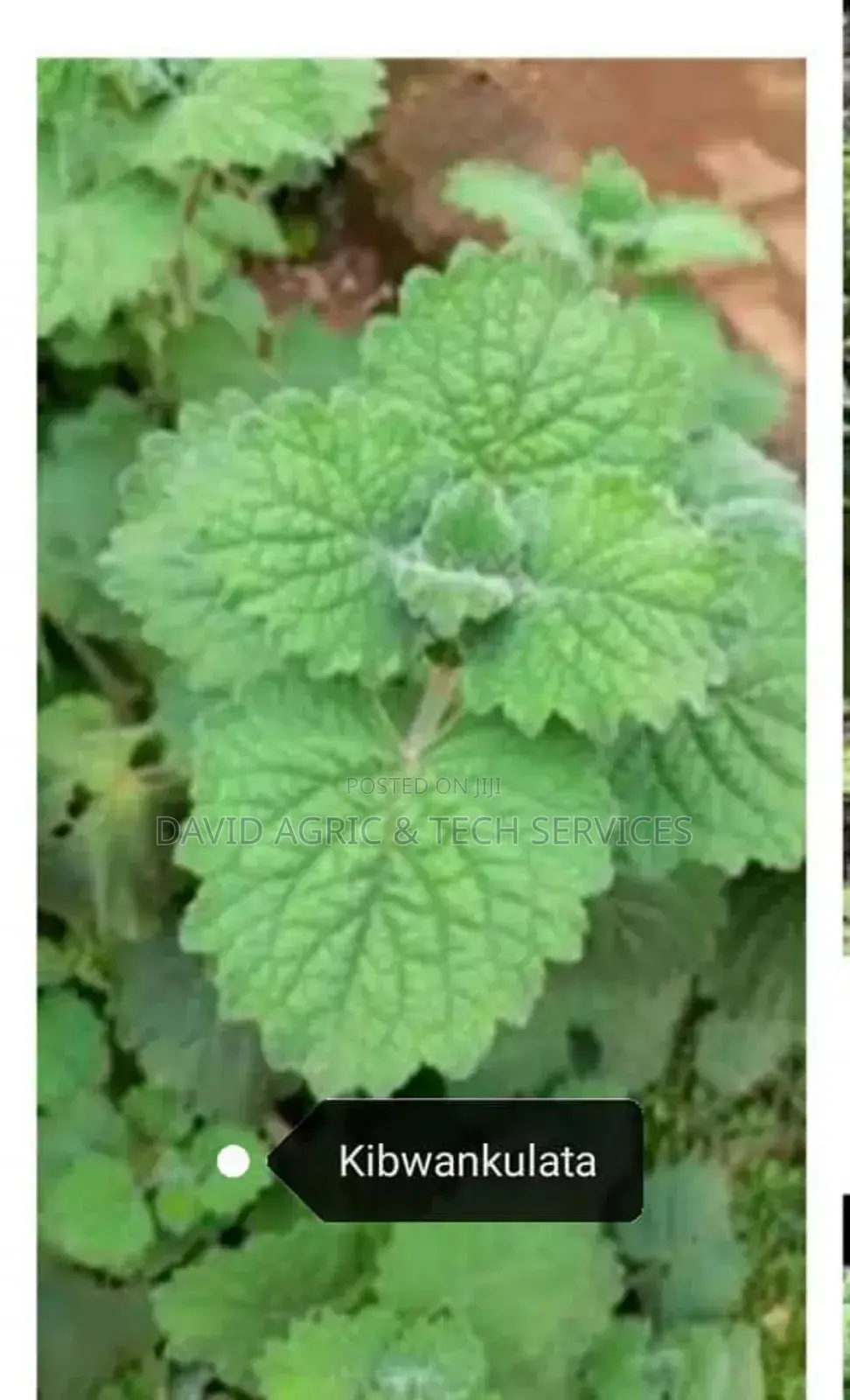 Spices and Herbs Seedlings