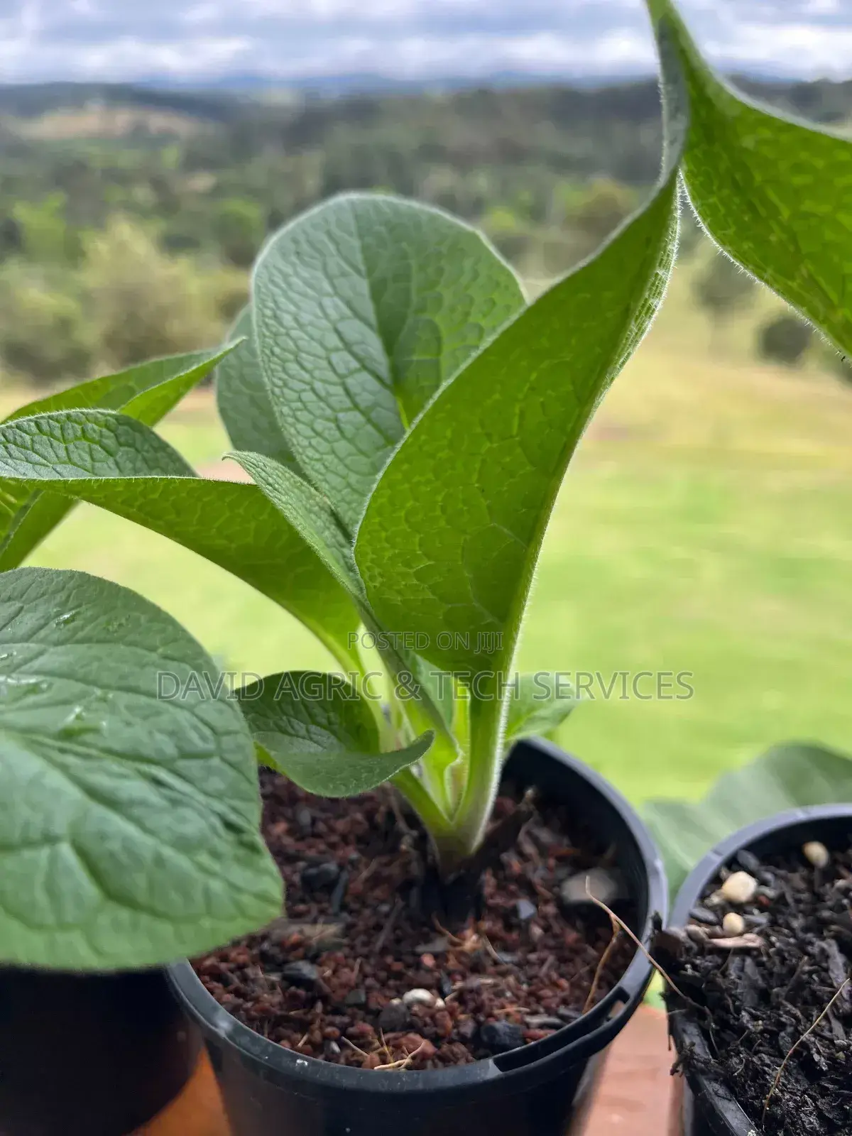 Spices and Herbs Seedlings