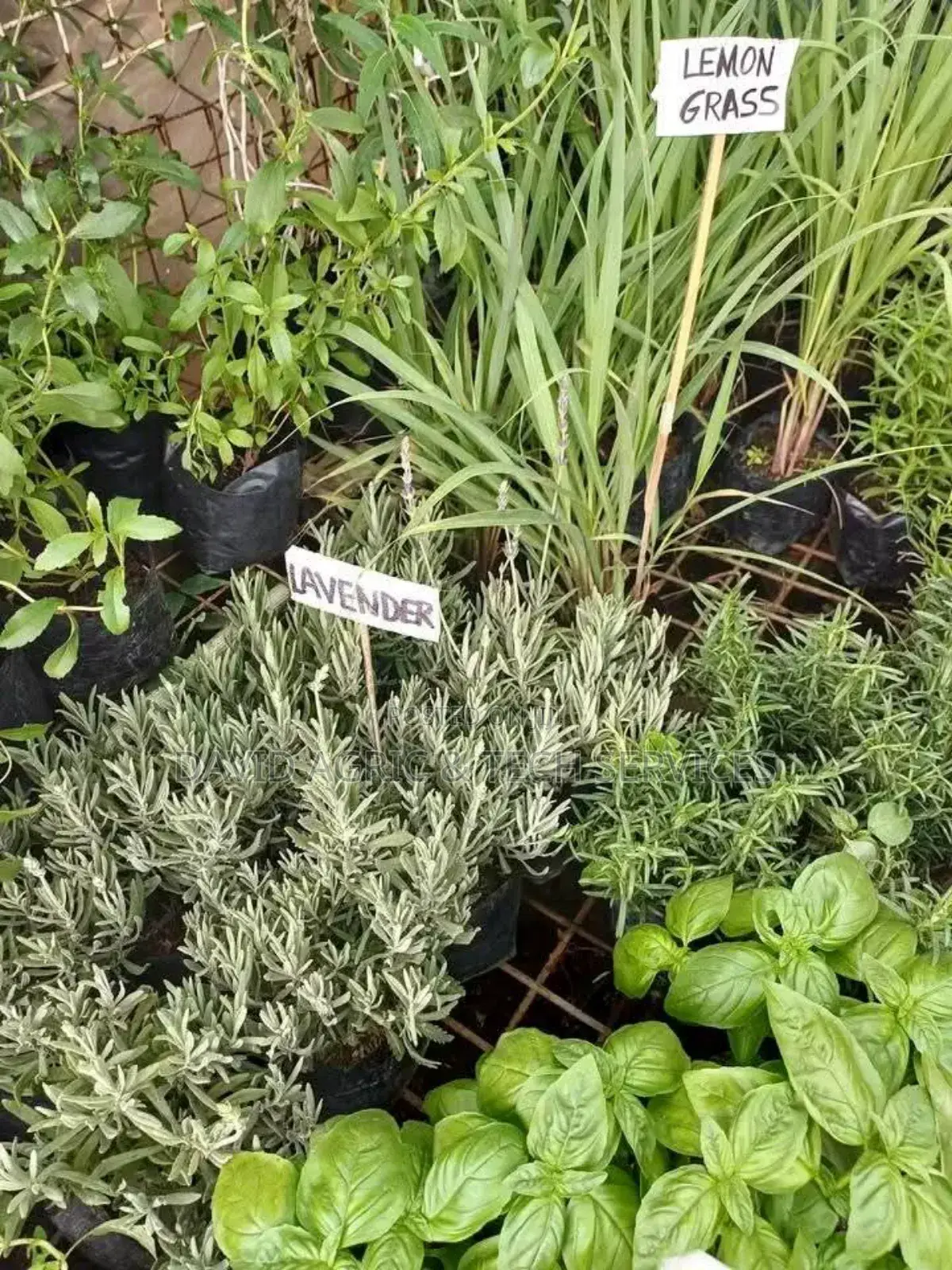 Spices and Herbs Seedlings