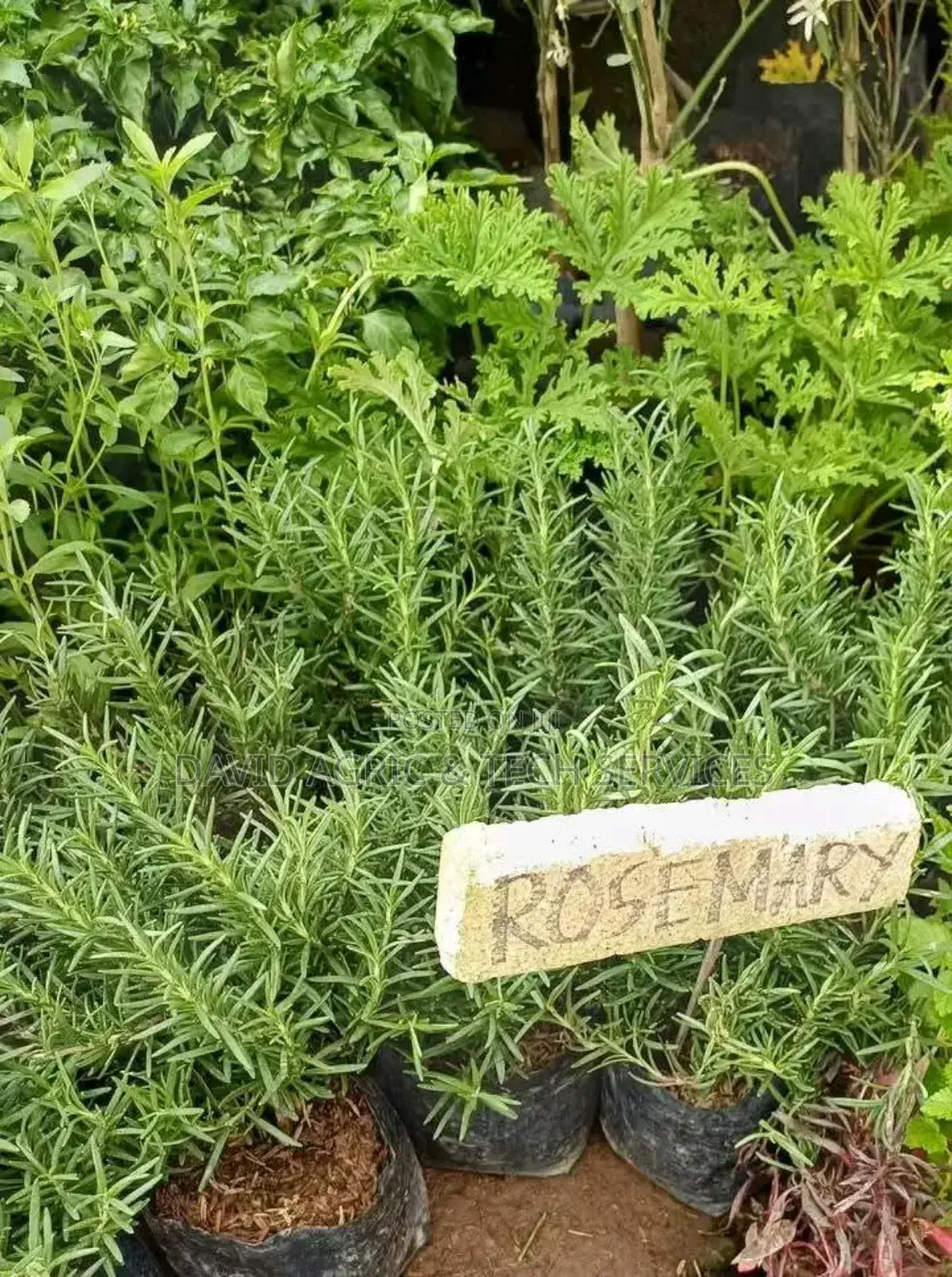 Spices and Herbs Seedlings