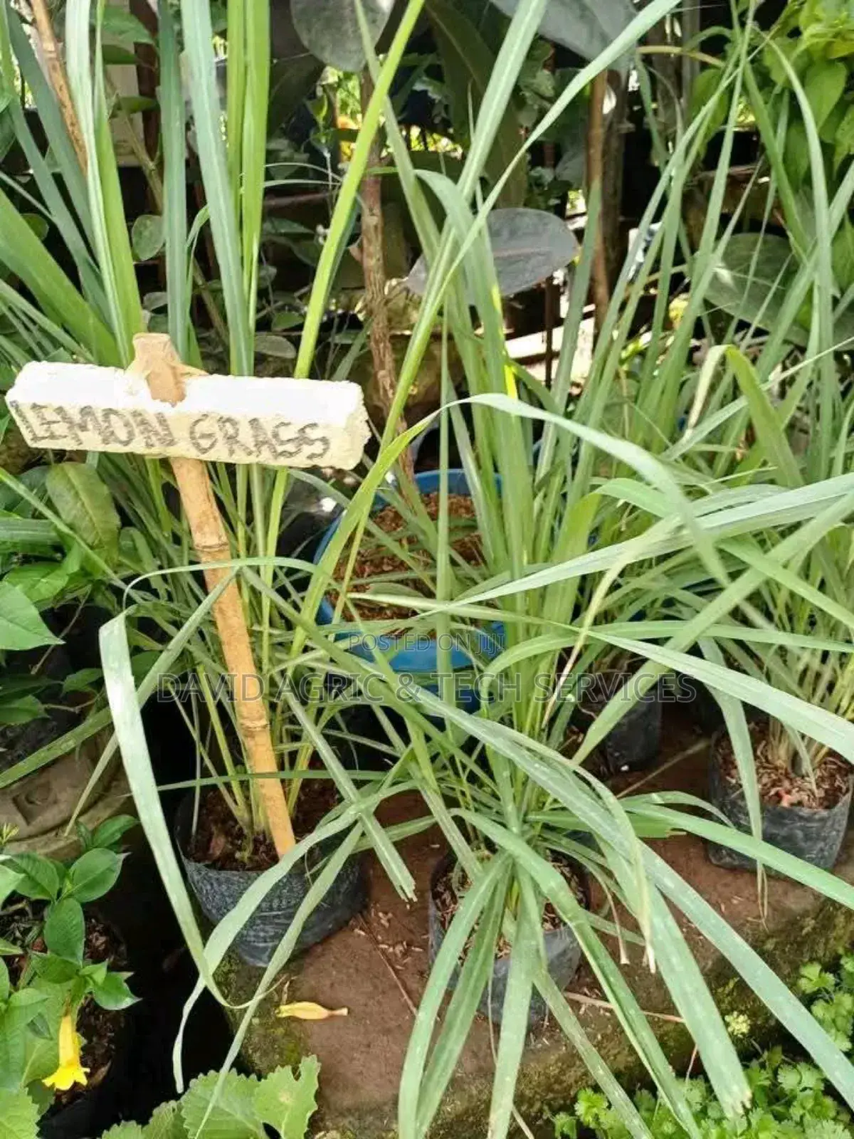 Spices and Herbs Seedlings