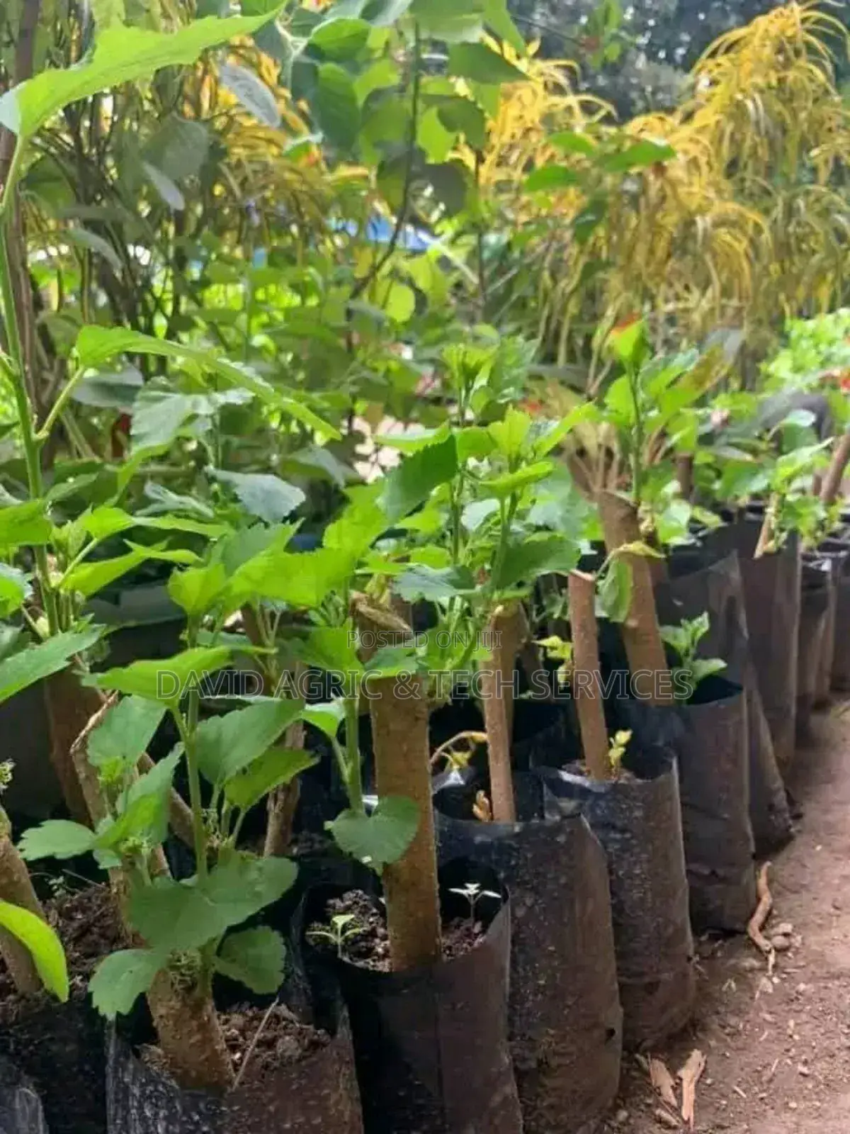 Spices and Herbs Seedlings