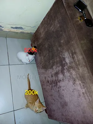 0-1 month Male Purebred American Wirehair