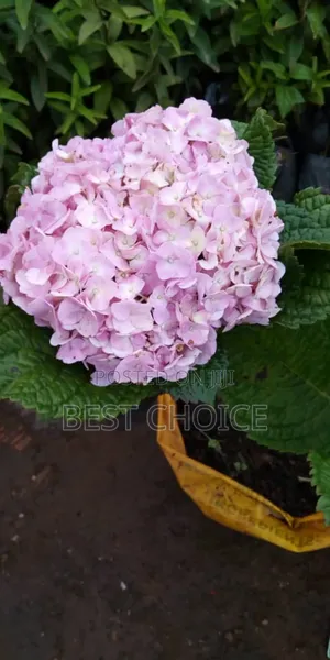 Amazing Flowers  and Plants, Amazing Prices.