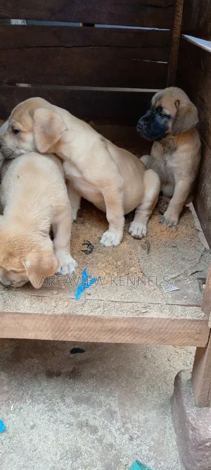 1-3 months Female Purebred Boerboel
