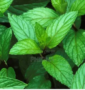 Organic Pepper Mint