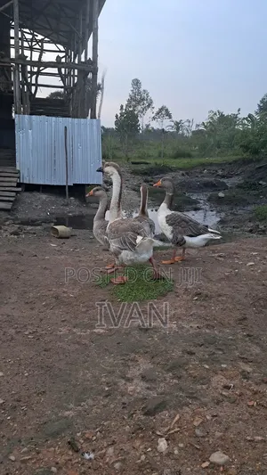 African Goose