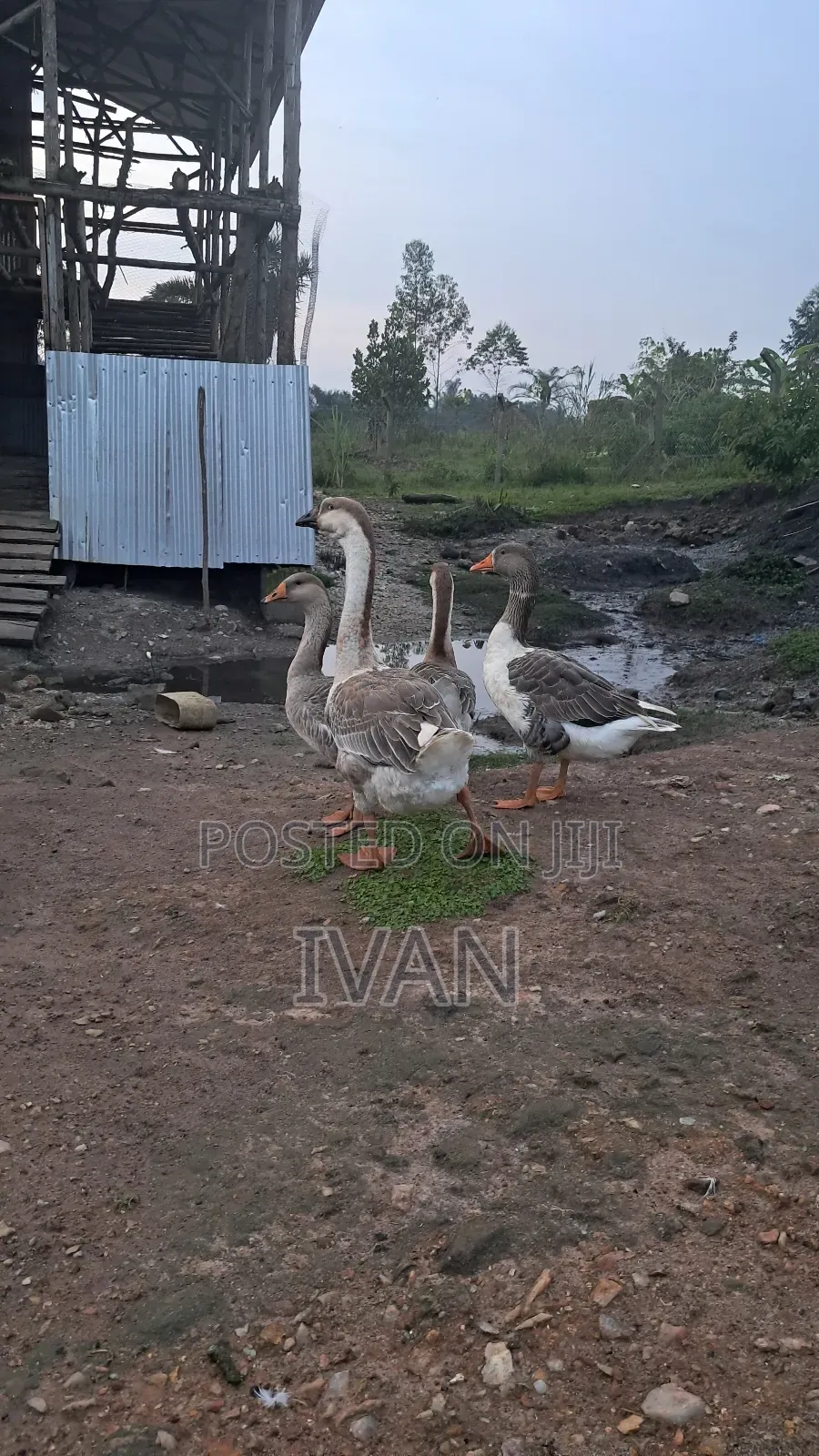 African Goose