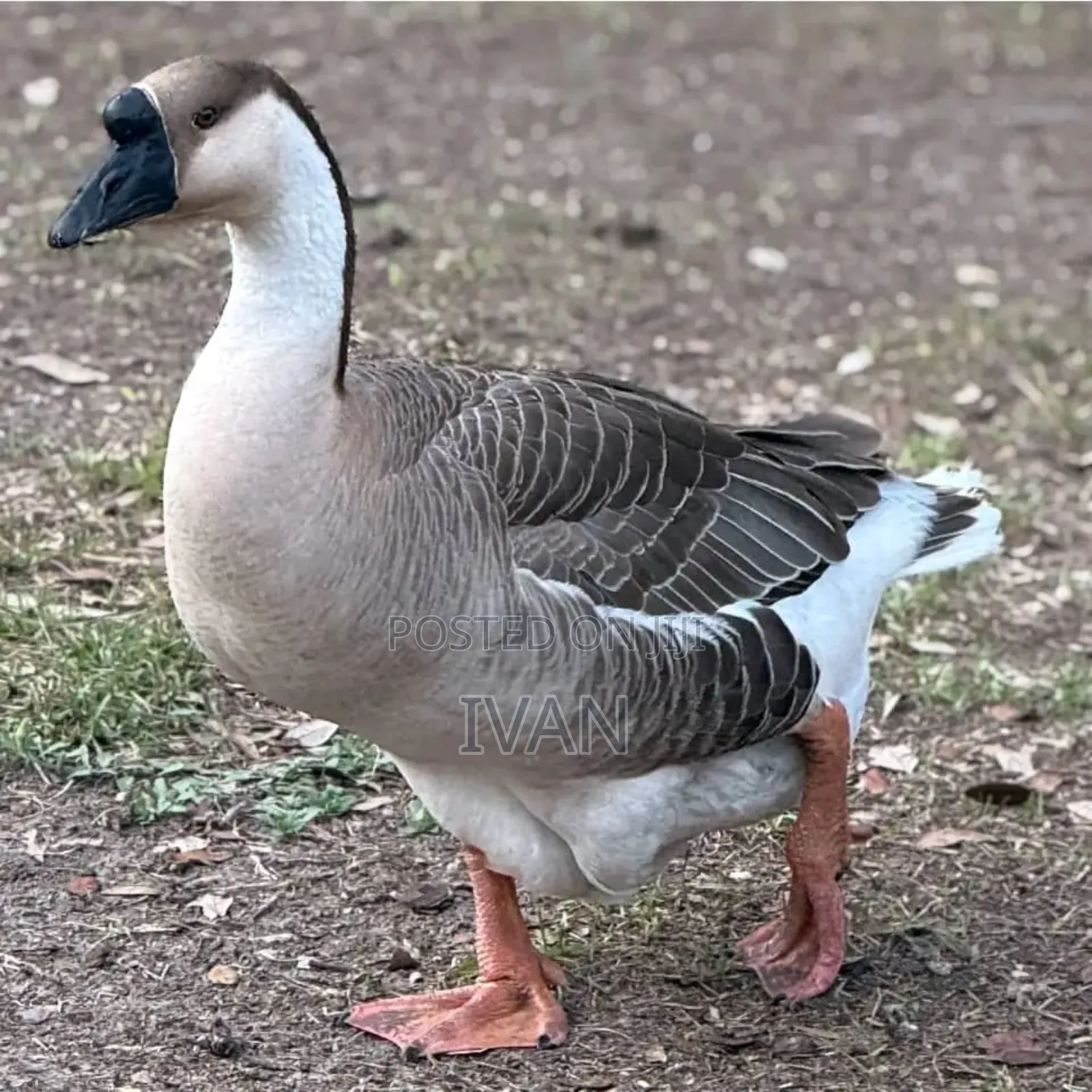 African Goose