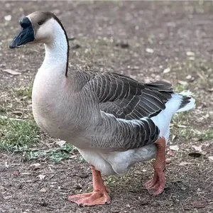 African Goose