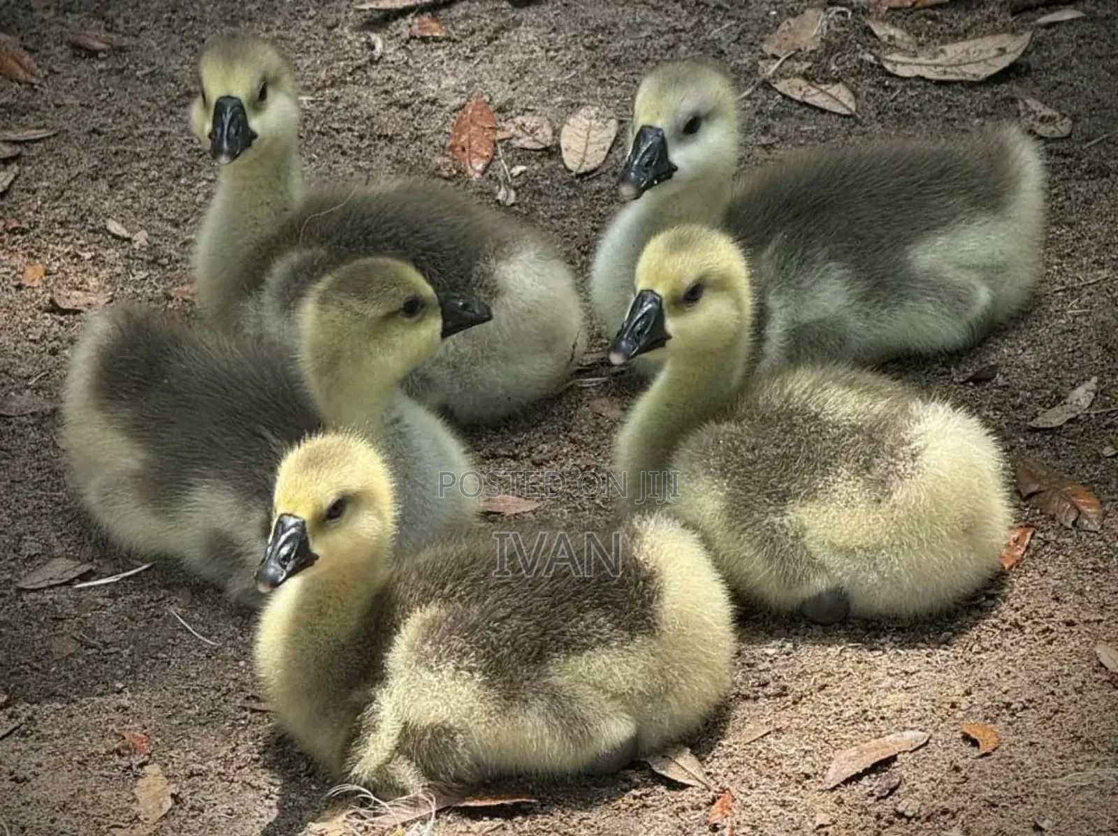 African Goose